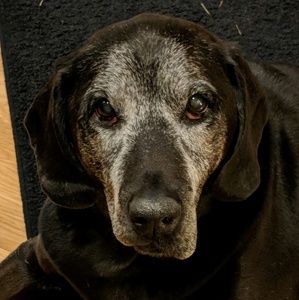 Meet your Posher, Joni